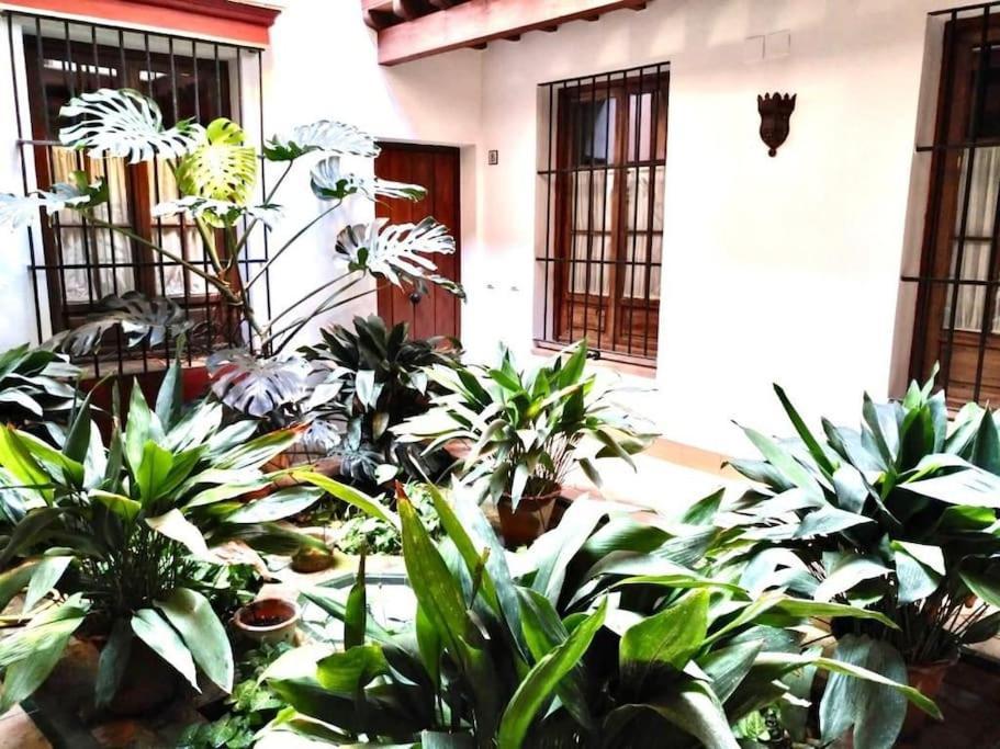 Loft & Private Rooftop With Bbq Севилья Экстерьер фото
